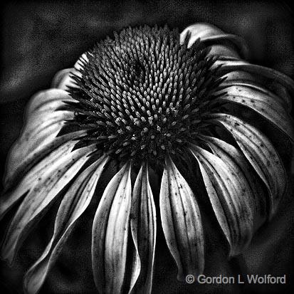 Age Spots_14754.jpg - Geriatric coneflower photographed near Carleton Place, Ontario, Canada.